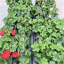 Afbeelding van Geranium Hang P12 double divers